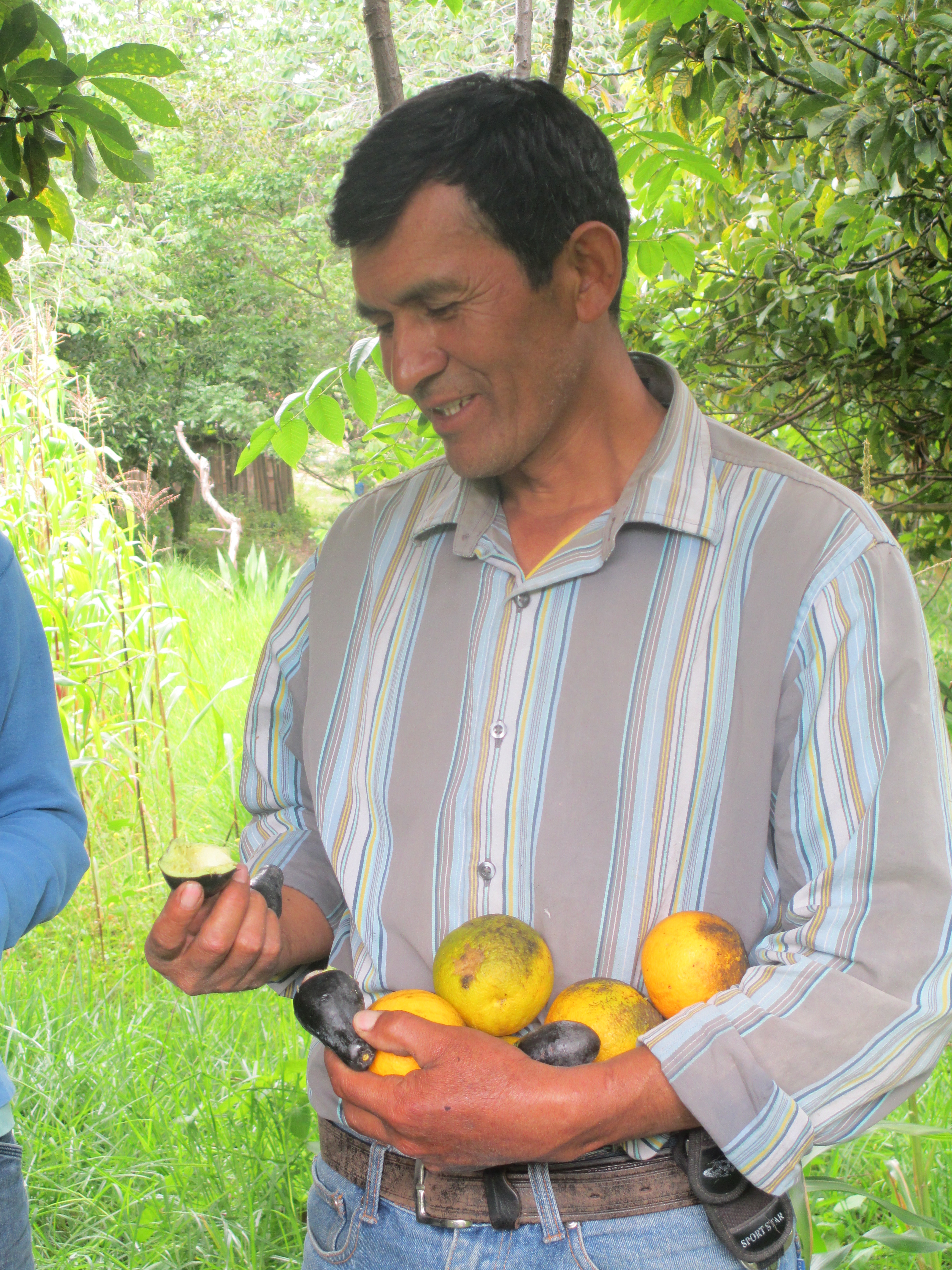 Gathering samples of various fruits | Peru SST | Goshen College