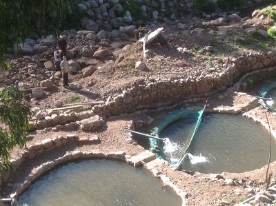 The trout are moved from one pool to the next as they grow.