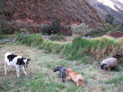 At the farm, a calf watches the dogs at play.