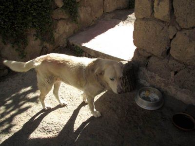 The host dog's name in Quechua means allegria in Spanish, or happiness in English.