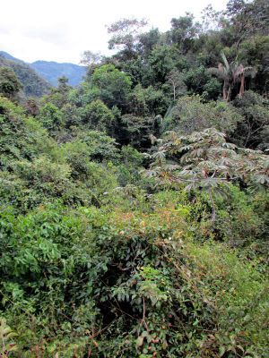 The area is lush and green, as you would expect in the jungle.