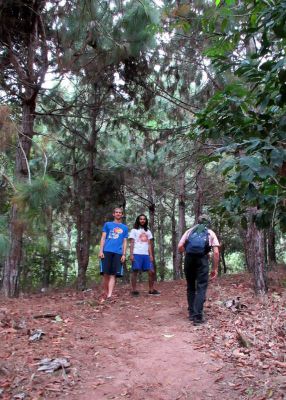 Entering a forested area with tall pine trees.