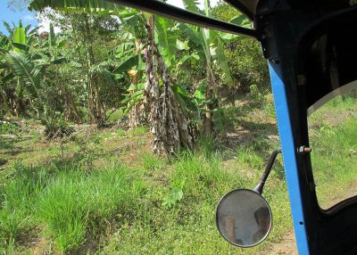 Bananas growing along the road.