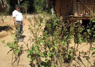 Tobacco plants . . .