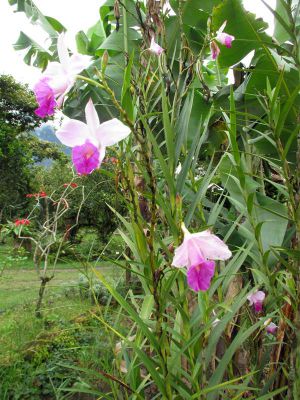 In this part of the selva, there are many orchids.