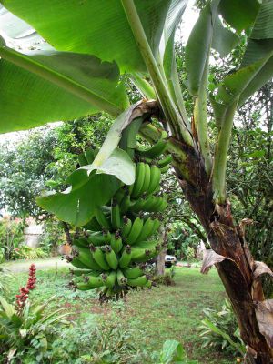 Bananas ripening on tree.