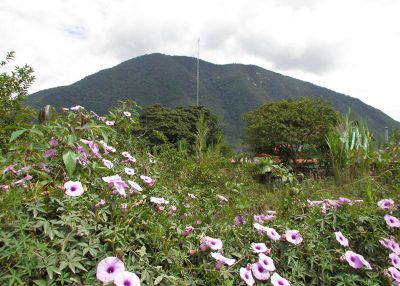 More flowers in Oxapampa.