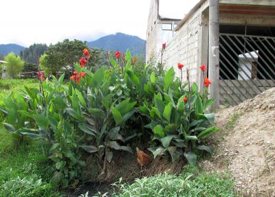 Flowers and a chicken next to the school.