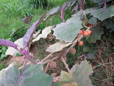 Quito quito fruit grows in Claire and Anna's family garden.